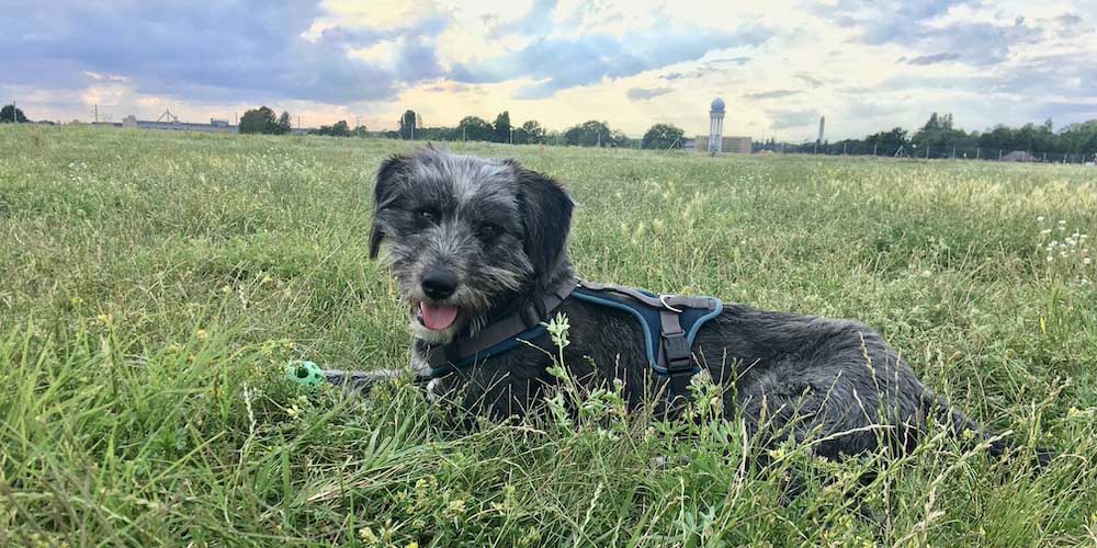 Hund auf einer Wiese auf dem Tempelhofer Feld